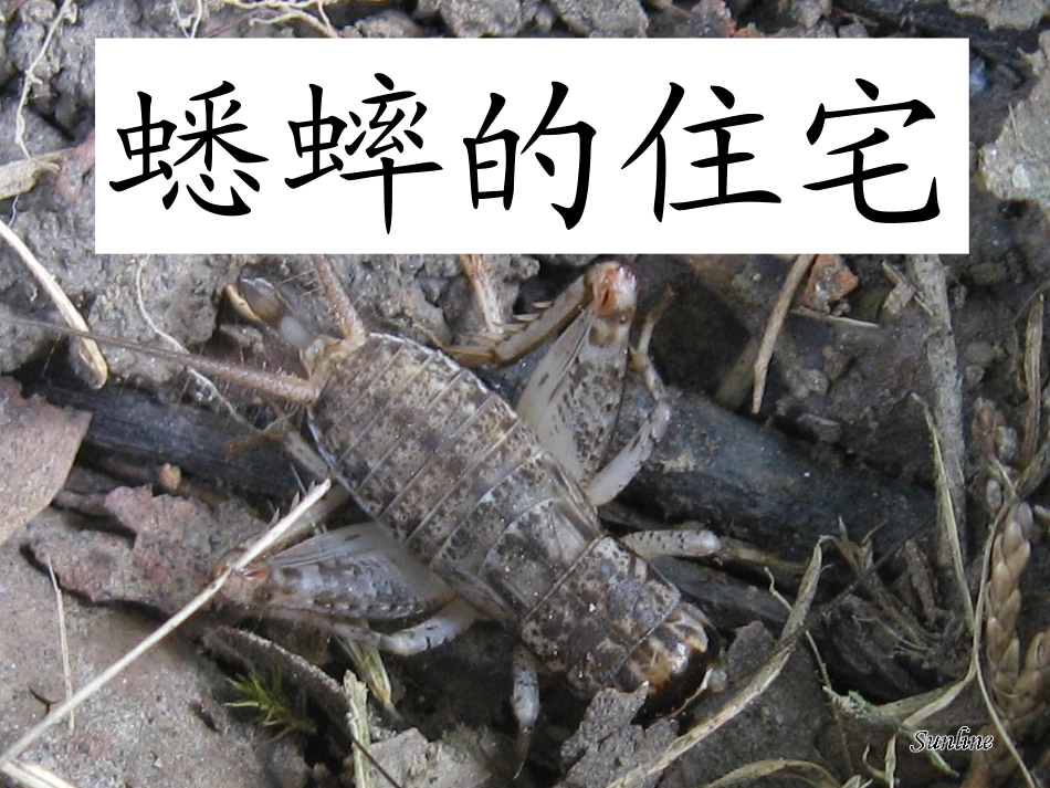 蟋蟀的住宅 ()_第3页