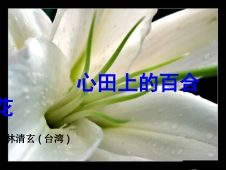 心田上的百合花批注阅读