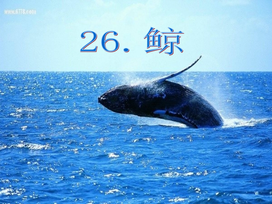 《鲸》待用课件_第1页