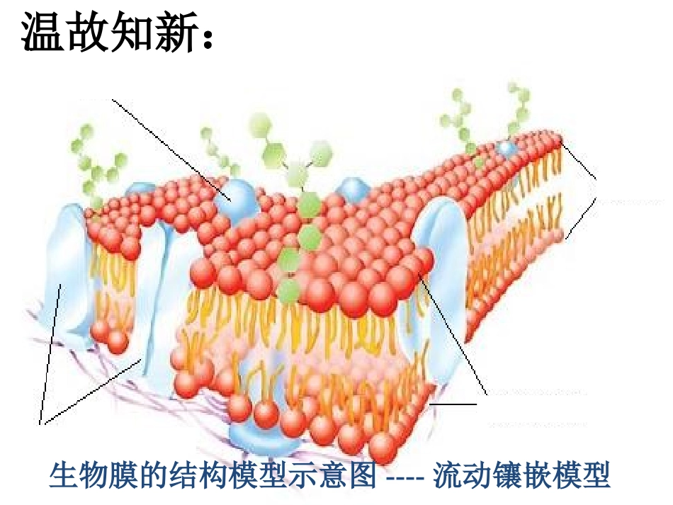 物质跨膜运输方式 (2)_第1页