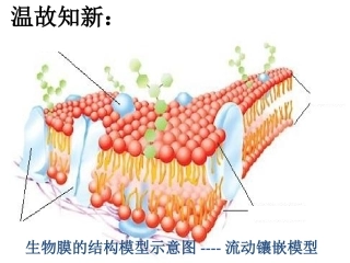 物质跨膜运输方式 (2)