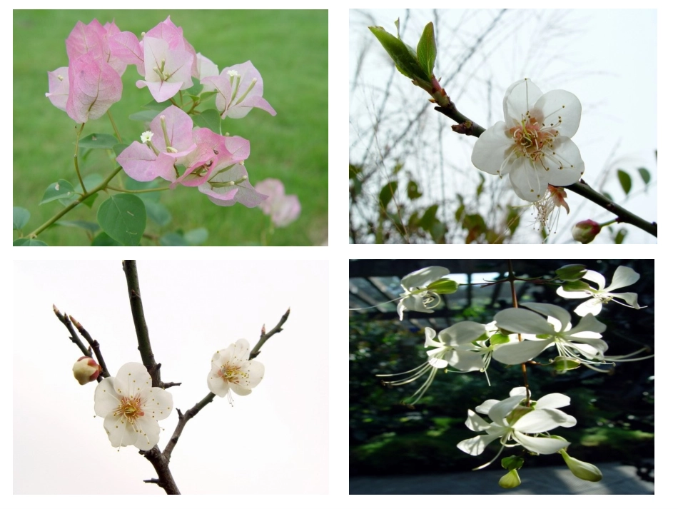 《花钟》课件_第3页