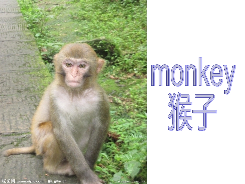 外研社三年级They're-monkeys_第3页