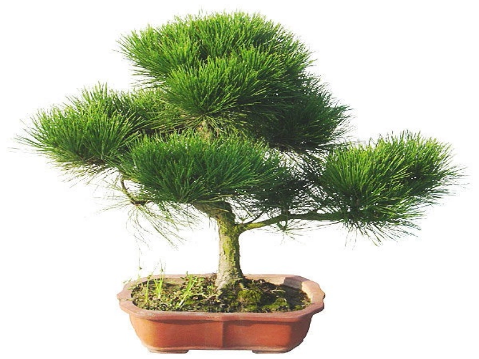 各种各样的树_第1页