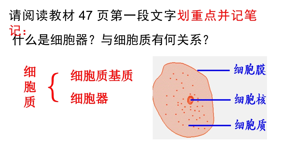 细胞器之间的分工合作（第课时）_第3页