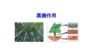 蒸腾作用1212