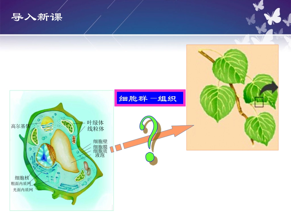 任务二植物组织_第2页