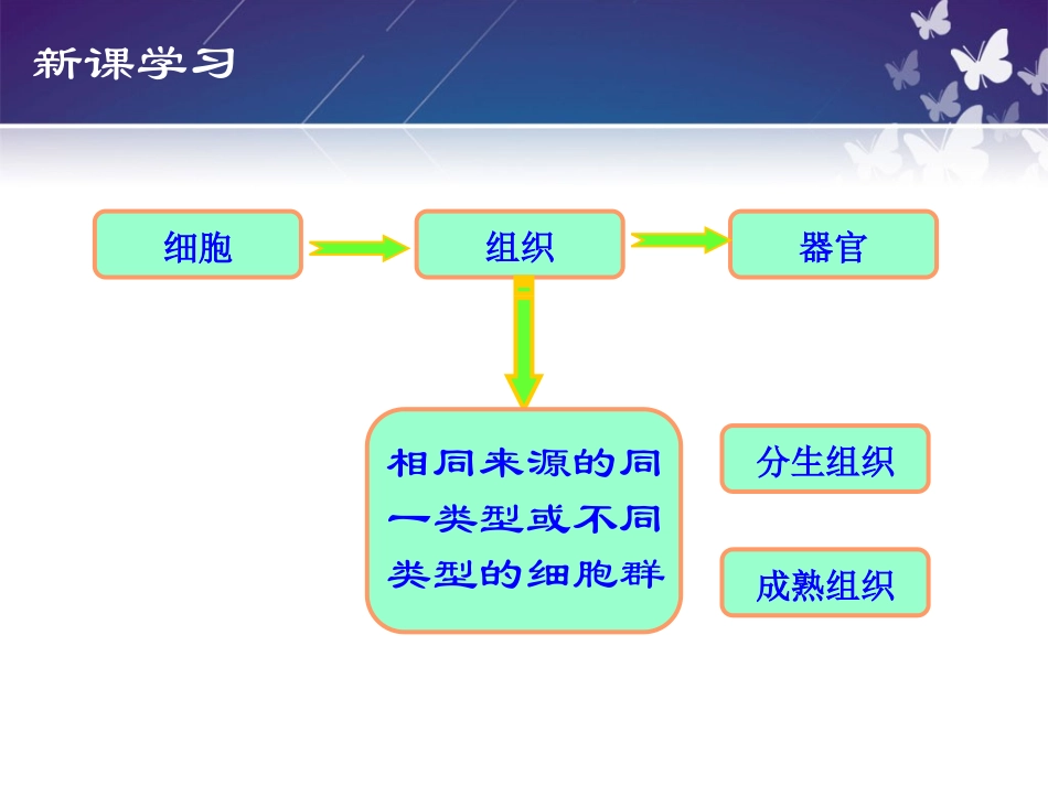 任务二植物组织_第3页
