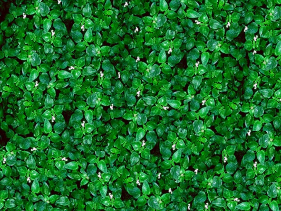 爬山虎的脚2_第2页