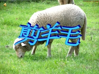 《剪羊毛》课件