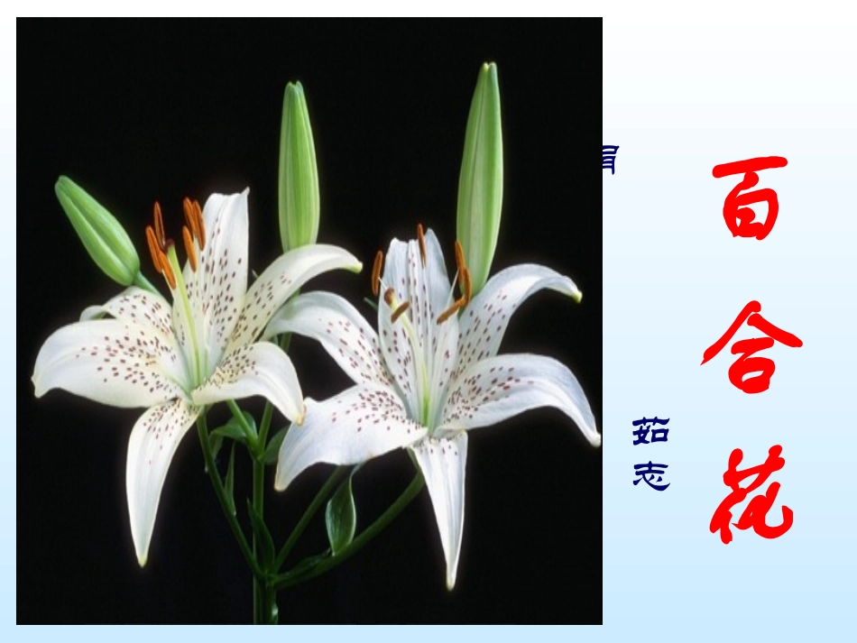 《百合花》优秀课件 (2)_第1页