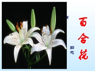 《百合花》优秀课件 (2)