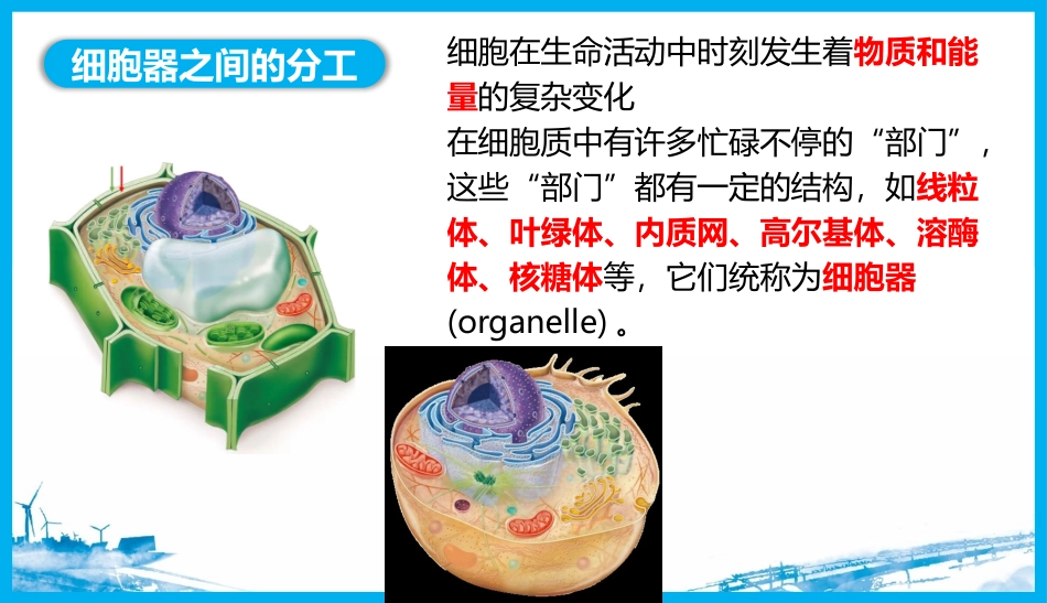 细胞器之间的分工合作_第3页