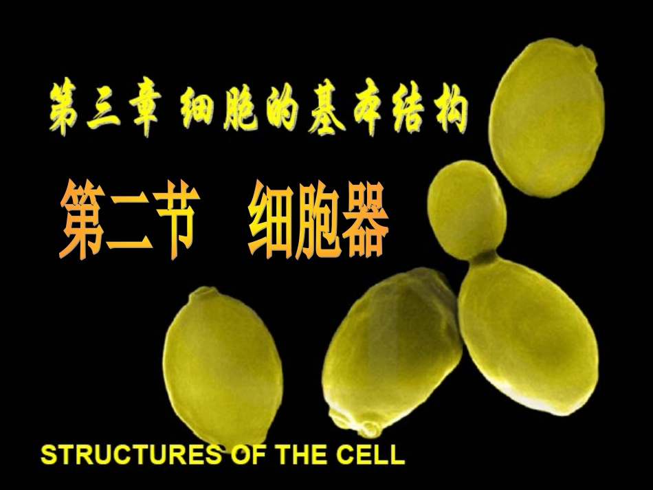 细胞器--系统内的分工合作第一课时课件（人教版必修）_第1页