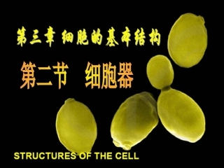 细胞器--系统内的分工合作第一课时课件（人教版必修）