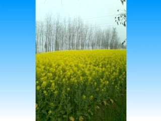 《解决问题的策略转化》