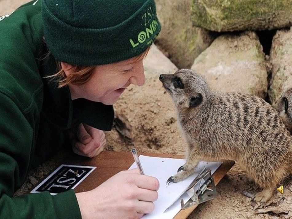 珍珠鸟晒课最终版_第1页