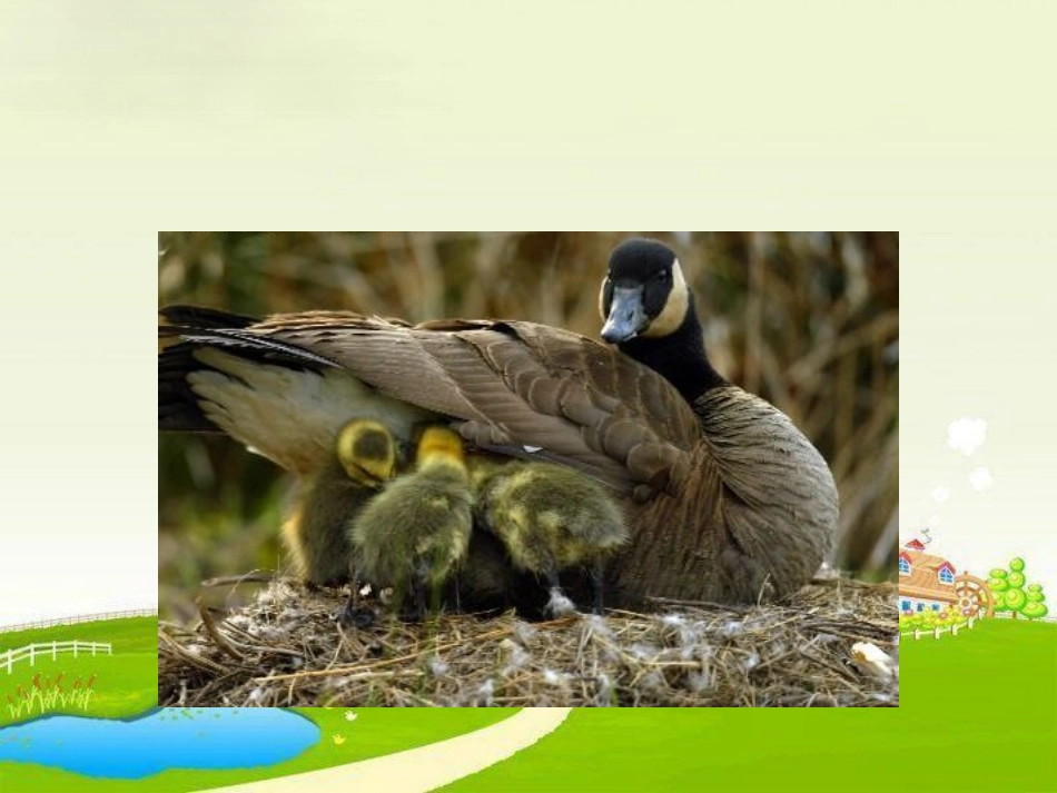 人教新课标品德与生活二年级下册《我和动物交朋友》PPT课件_第3页