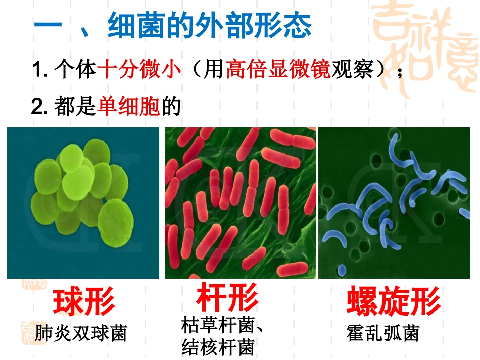 细菌（使用版）_第2页