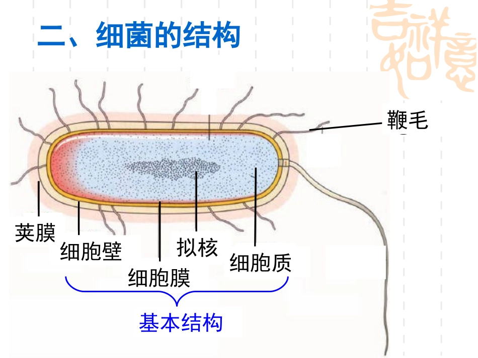 细菌（使用版）_第3页