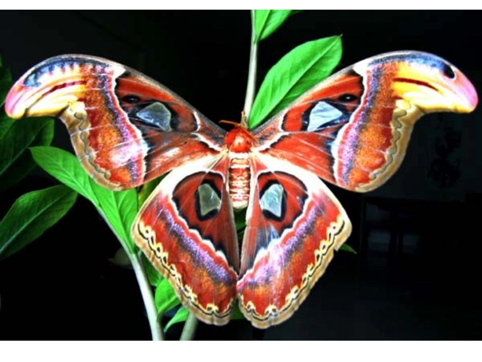 人教版化学选修三第二章第二节-分子的立体构型(共87张PPT)_第3页