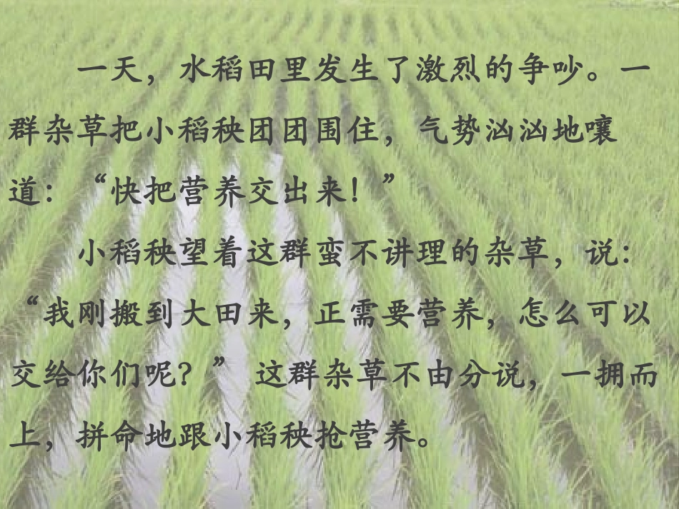 小稻秧第二课时_第2页