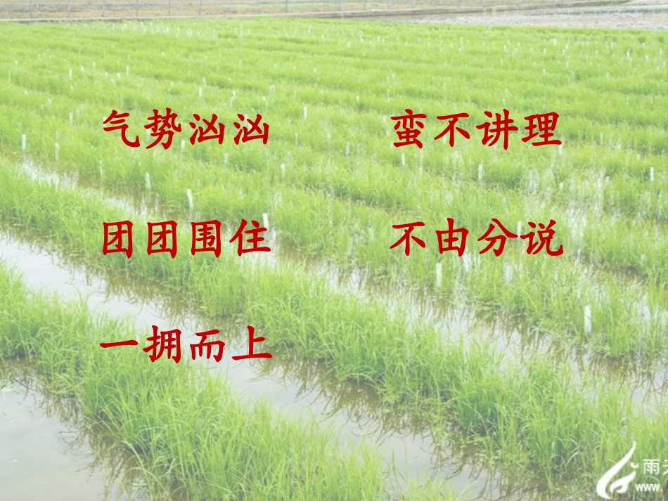 小稻秧第二课时_第3页