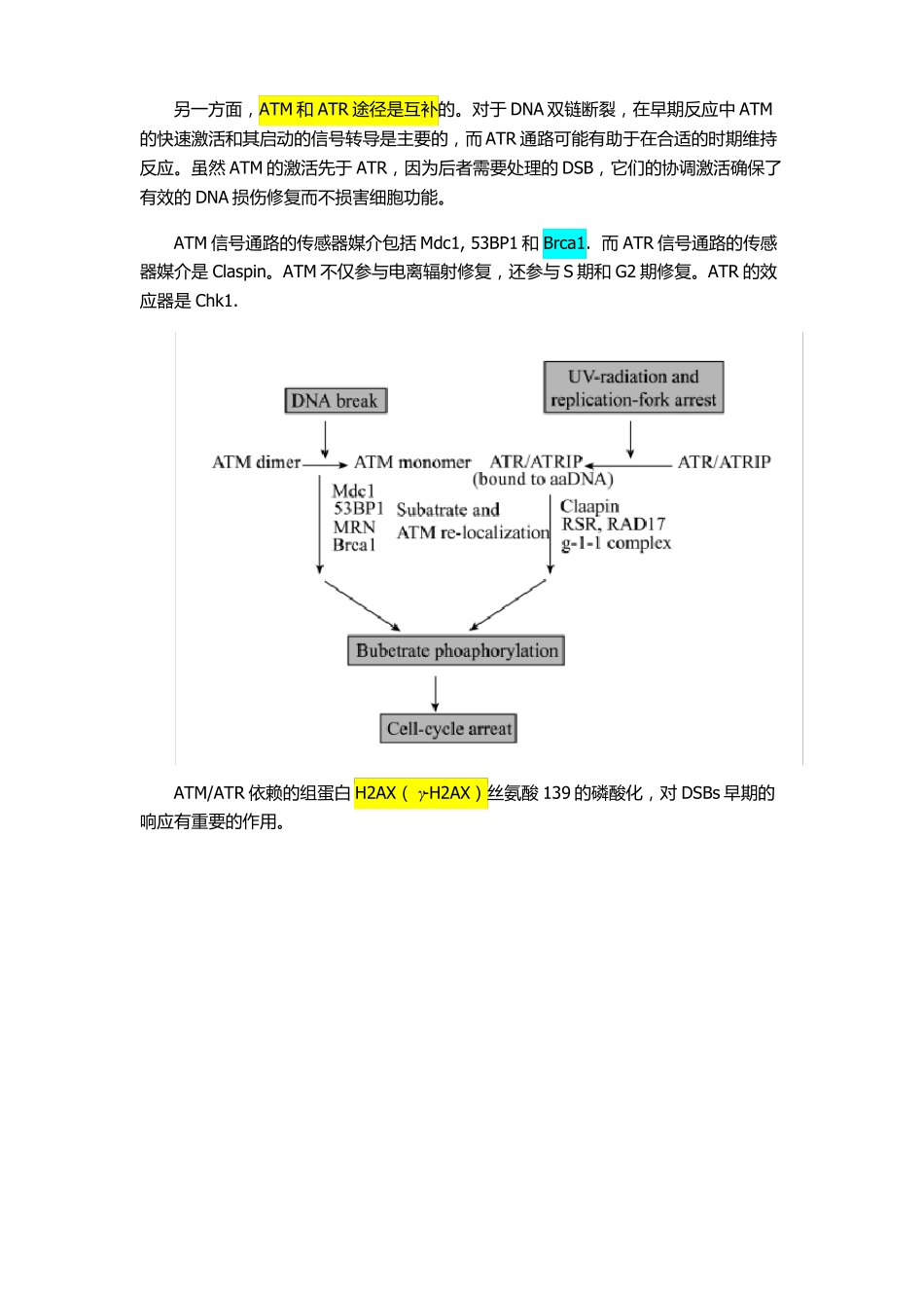 DNA损伤修复通路_第2页