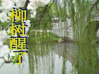 柳树醒了课件