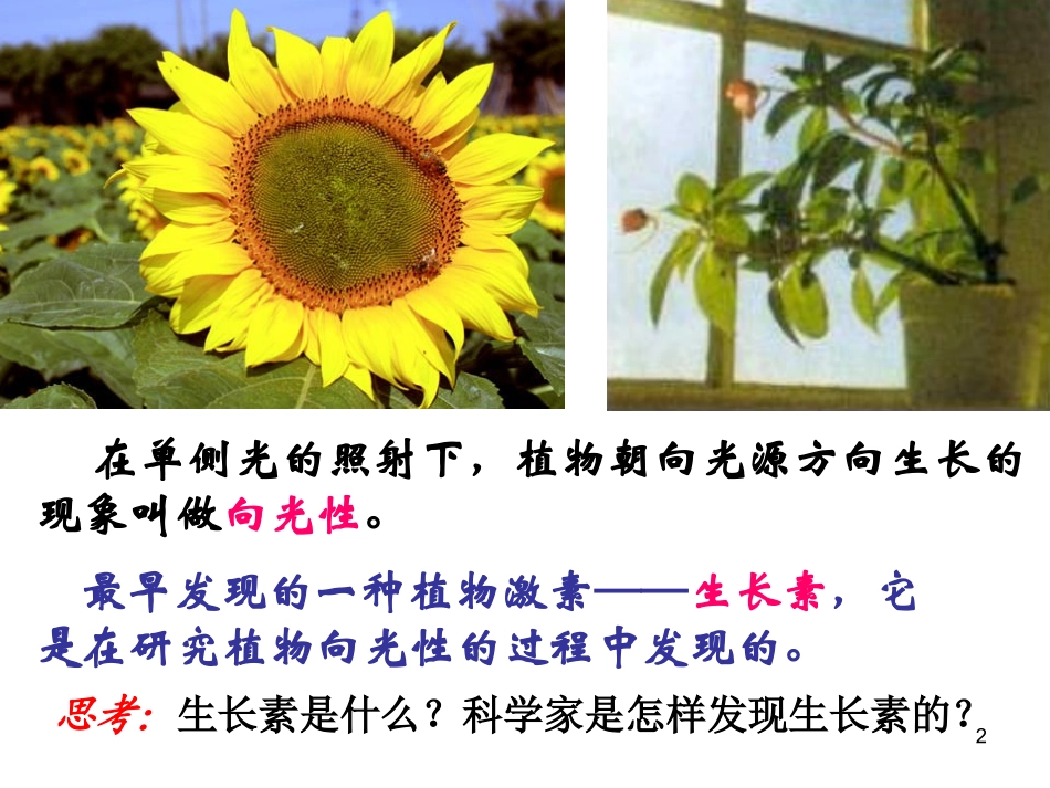 《植物生长素的发现》课件_第2页