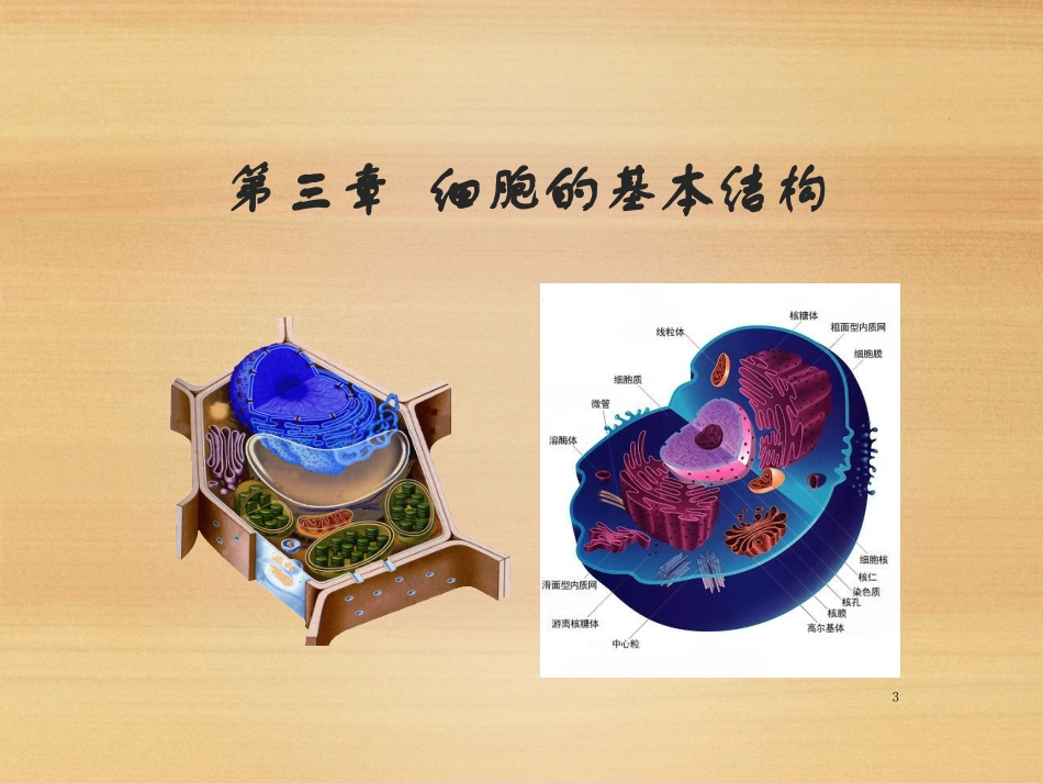 《细胞膜--系统的边界》课件（人教版必修I）_第3页