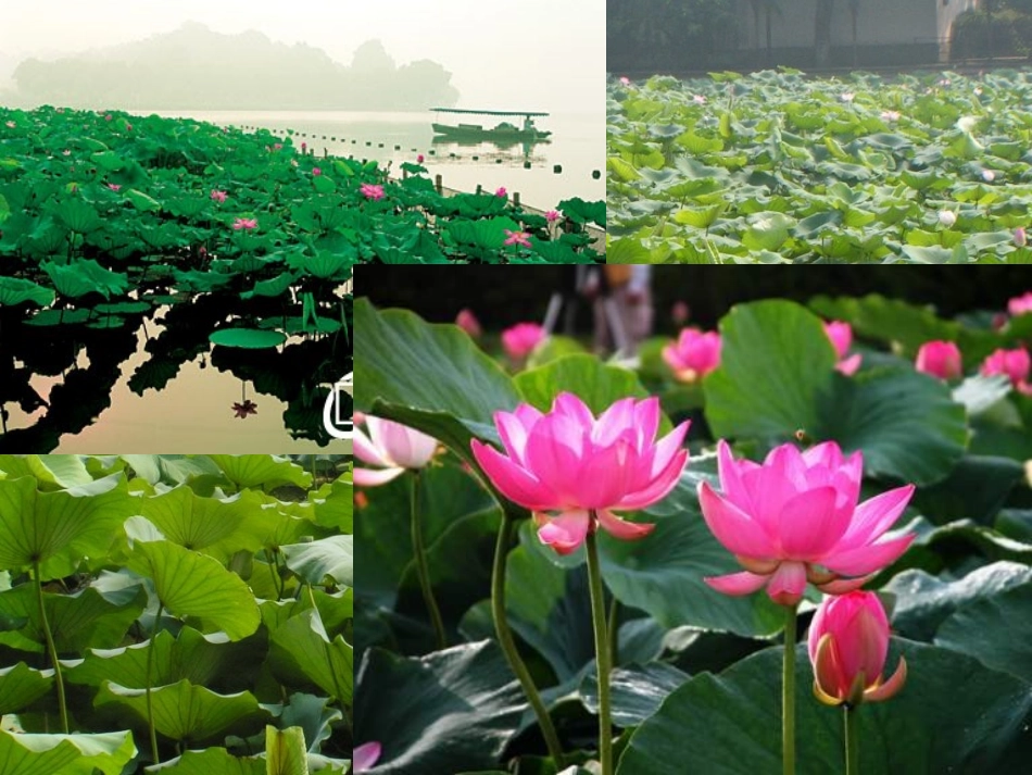 苏教版二年级上册《3江南》课件_第2页