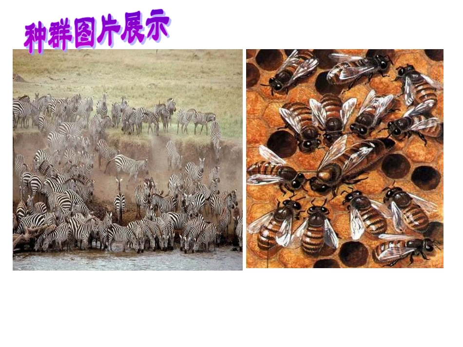 精编种群的特征1119_第2页