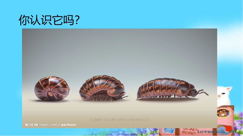 中班科学西瓜虫_第2页