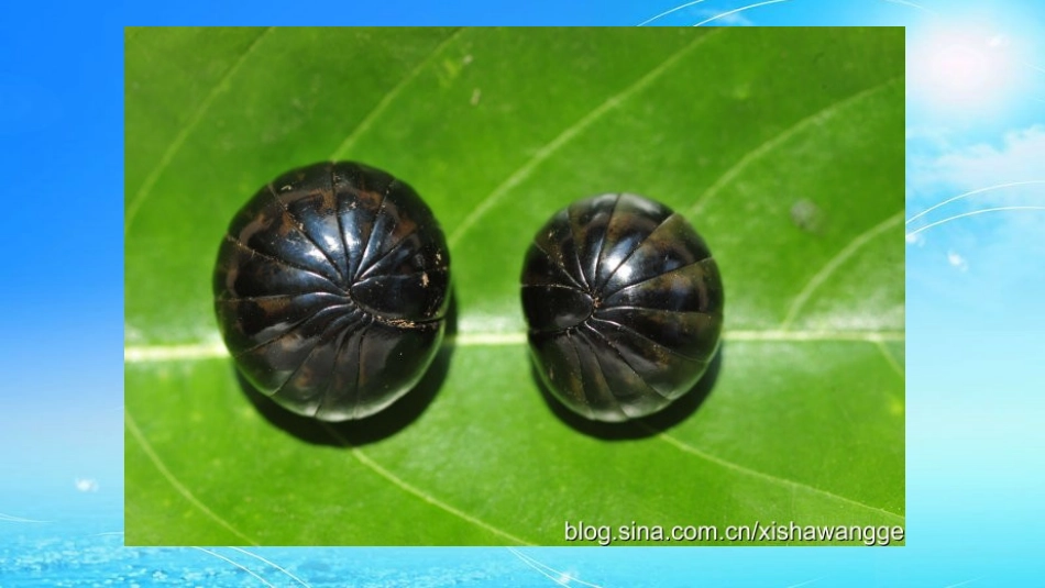 中班科学西瓜虫_第3页