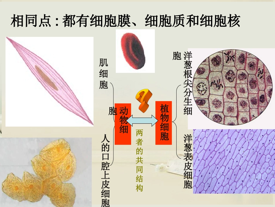 细胞的多样性和统一性_第2页