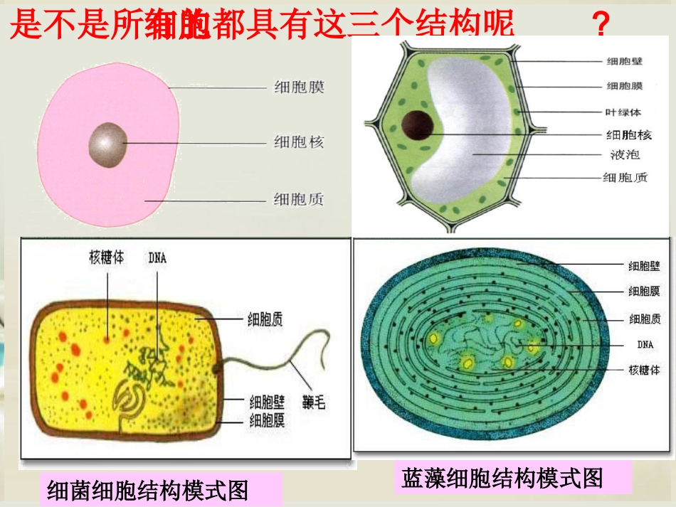 细胞的多样性和统一性_第3页