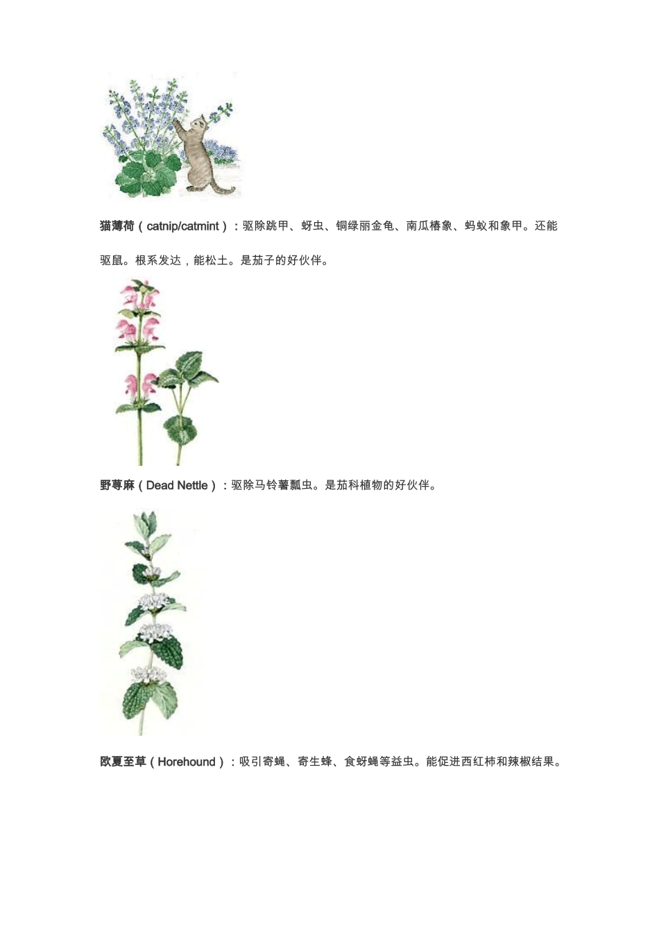驱蚊杀虫植物有哪些_第3页
