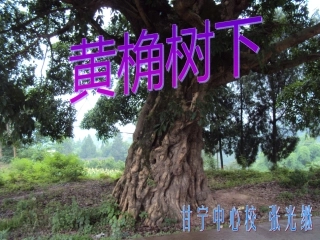 第2单元黄桷树下