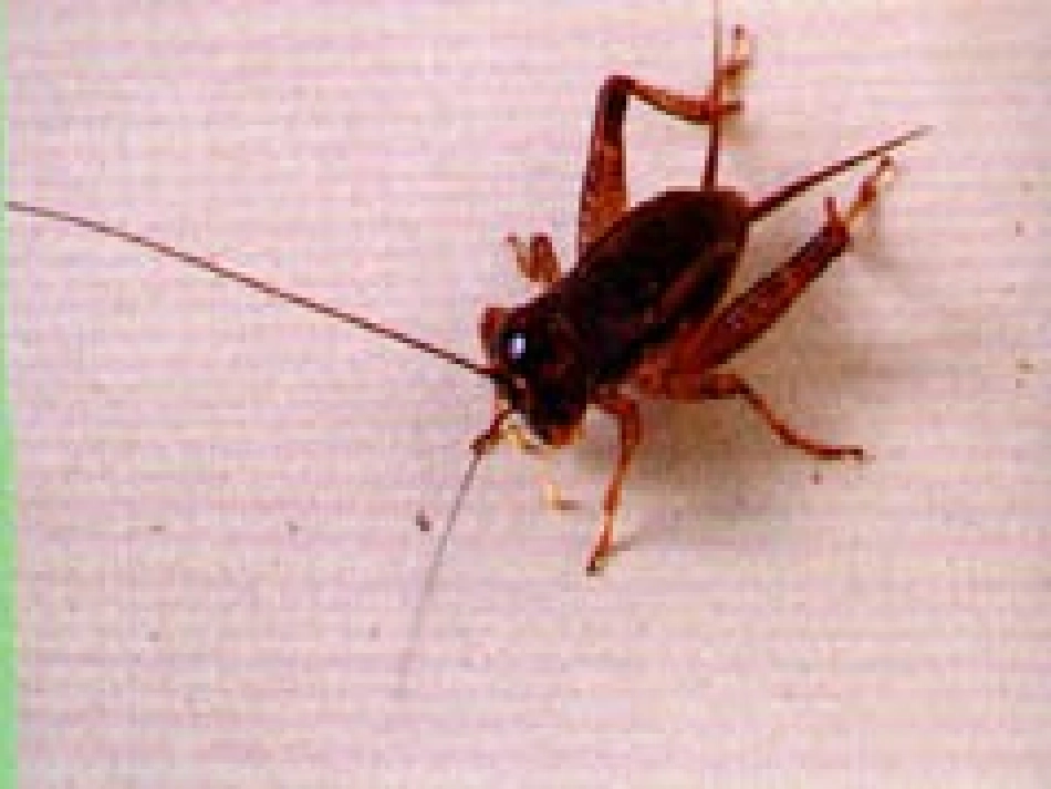 、《蟋蟀的住宅》课件_第3页