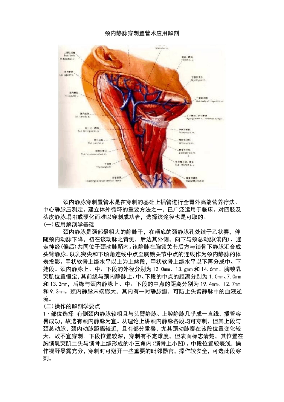 颈内静脉解剖_第1页