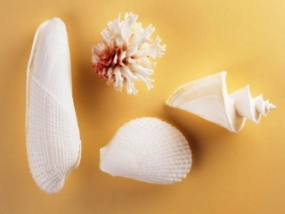 《一只贝》课件