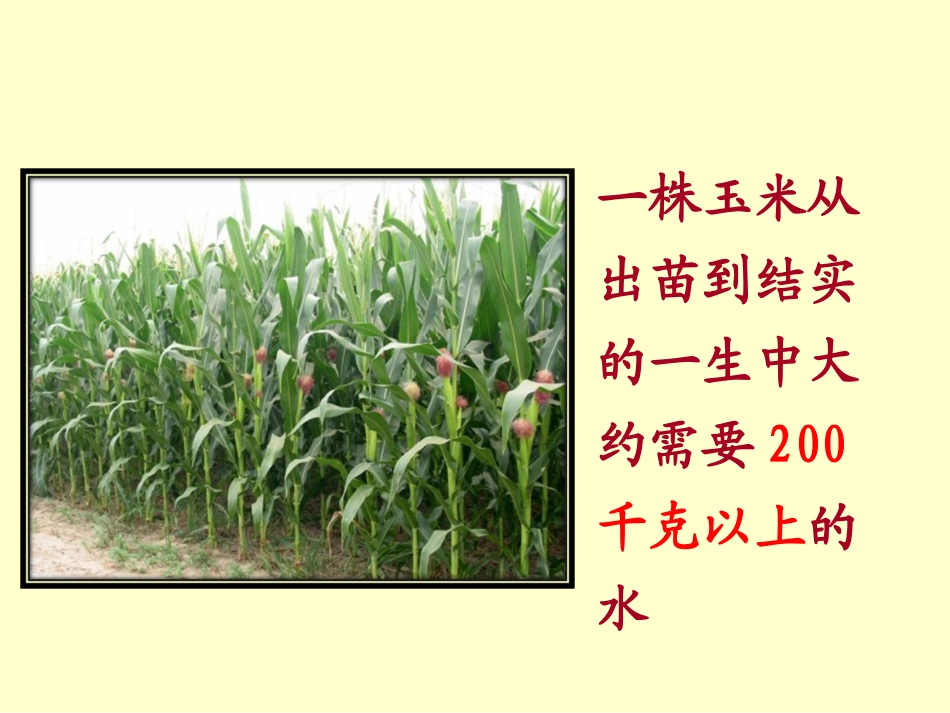 七上第三章绿色植物与生物圈的水循环_第2页