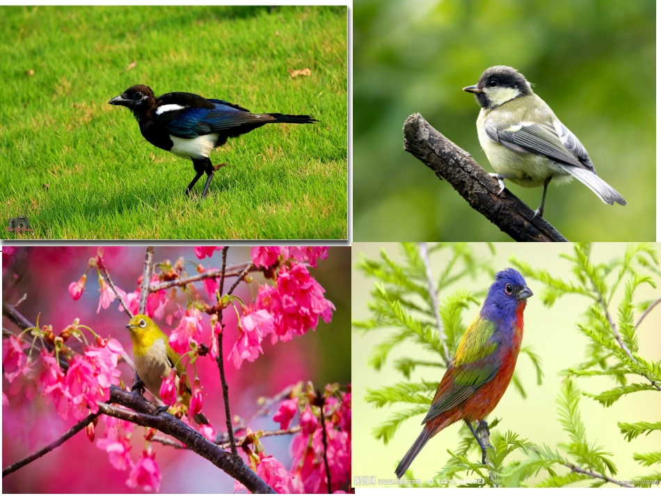 苏教版四年级上册语文珍珠鸟精品课件_第1页