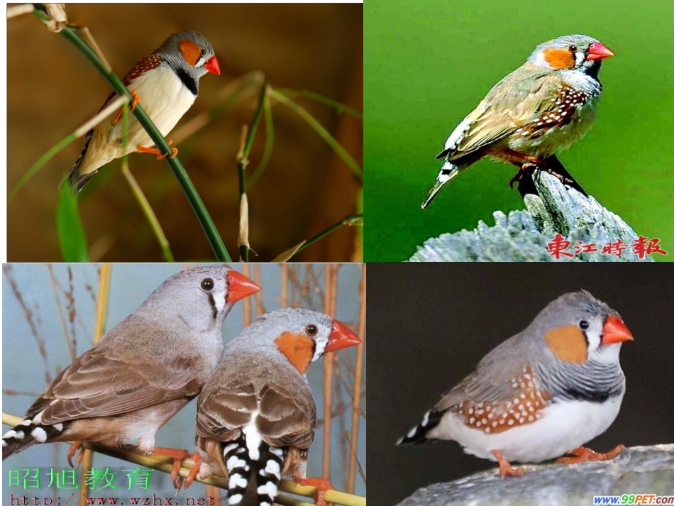 苏教版四年级上册语文珍珠鸟精品课件_第2页