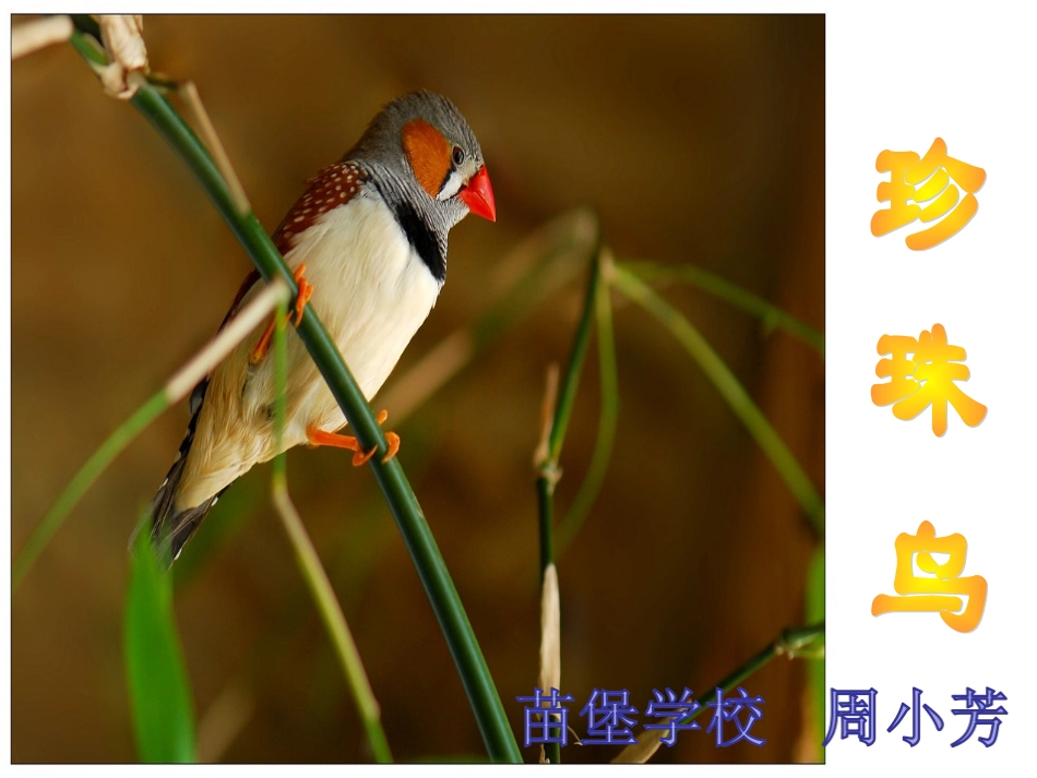 苏教版四年级上册语文珍珠鸟精品课件_第3页