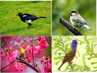 苏教版四年级上册语文珍珠鸟精品课件