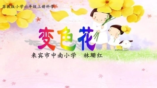 《变色花》说课课件修改好