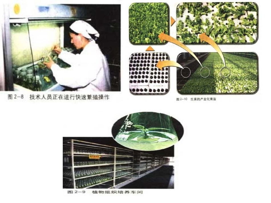 植物细胞工程的实际应用_第3页