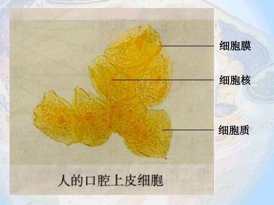 细胞器 (2)_第2页